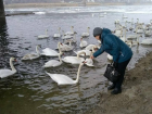 Огромную стаю ручных лебедей, поселившуюся в городе, сняли на видео в Рыбнице 