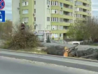 Вырубка деревьев на бульваре Ренаштерий вызвала недовольство жителей: мэрия дала разъяснения
