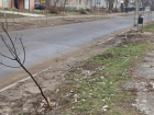 Минувшей ночью вандалы уничтожили аллею молодых саженцев на Ботанике