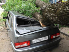 Упавшее дерево повредило автомобиль: кто должен возмещать ущерб?