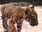 Издевательства над знаменитым тигренком в биопарке возмутили жителей Одессы