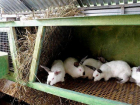 Любителю краденой крольчатины грозит тюремный срок в Приднестровье