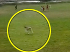 Молдавские козы тоже любят футбол: курьезное видео