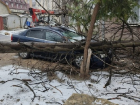 Упавшее в столице дерево разбило переднюю часть автомобиля Toyota