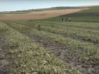 Уничтоженные сильным градом сады и поля в Гагаузии попали на видео