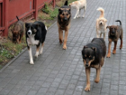 СМИ: стая бездомных собак атаковала двух детей в Кишиневе