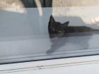 Полицейские и спасатели спасали котенка из закрытой квартиры