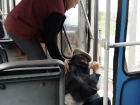 Стало известно, что произошло с кондуктором, который пинками вышвырнул из троллейбуса пассажира