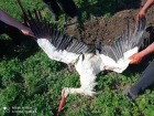 Редкие птицы погибают в Молдове из-за линий электропередач