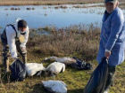 50 мертвых лебедей обнаружили во Флорештском районе