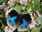 Сказочный сад с бабочками открылся на Ботанике в Кишиневе