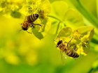 Комиссия экспертов выяснила причину массовой гибели пчел в Гагаузии