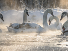 Лебеди облюбовали Сороки для зимовки