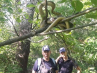 Огромную редкую змею в разгар периода размножения обнаружили в Унгенском районе