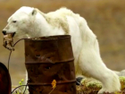 Душераздирающее видео с умирающим от голода белым медведем заставило людей плакать