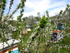 В селе Цауль открылся уникальный агропансионат «Дом меда»