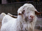 Голодные румыны убили редкую козу в Берлинском зоопарке