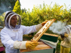 Молдавский пчеловод поведал о целебных свойствах меда