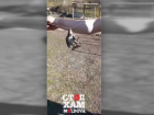 Шок! Подросток-живодер записал на видео издевательства над птицей