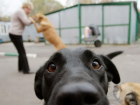 В Бельцах откроется муниципальный приют для бездомных животных