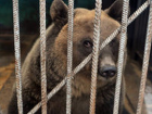 Столичный зоопарк обустраивает бурым медведям вольер стоимостью 7 млн леев