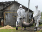 Очаг африканской чумы свиней выявили в окрестностях румынского города