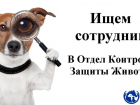 Обзор городских вакансий: любителям животных - сюда
