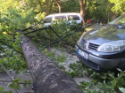 Старое дерево упало в Кишиневе, повредив несколько автомобилей