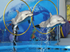 Единственный дельфинарий Молдовы закрыли и решили перевезти в Одессу