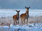 Moldsilva выделяет 7 миллионов на подкормку диких животных зимой