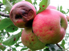 Град уничтожил урожай яблок, но власти не спешат помогать фермерам