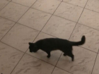 "Картина маслом" - чёрная кошка прошла перед Лянкэ, в то время как тот заливался соловьём, рассказывая о "необходимости евроинтеграции"