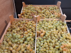 В Кишиневе виноград продают по 40 за килограмм, да и то по скидке