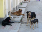 Бездомные собаки – Чебан ответил на волну критики