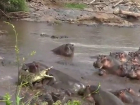 Изумленные туристы сняли на видео, как бегемоты растерзали огромного крокодила 