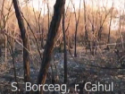 «Наплевав на все» - на юге Молдовы «агрономы» полностью выжгли лесополосу длиной в несколько километров