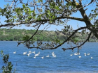 Чудесная картина в Голерканах - около сотни лебедей плавают по поверхности Дубоссарского водохранилища