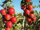"Яблоки на снегу" - как Молдова осталась без зимних сортов яблок