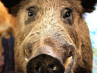 За каждого убитого кабана, зараженного вирусом, молдавским охотникам решили выплачивать 50 евро