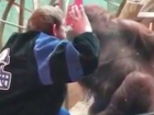 Девушка сняла на видео поцелуй своего жениха и орангутана в зоопарке