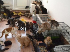 В квартире молдавского художника обнаружили 80 кошек