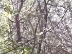 Змея исполинских размеров притаилась на дереве в унгенском лесу и попала на видео
