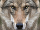 Волки держат в страхе молдавский поселок