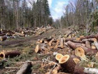 В Молдове введут трехлетний мораторий на лесозаготовку 