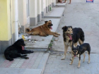 В Кишиневе начинается отлов бездомных собак