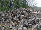 Шокирующие кадры: горы скелетов обнаружили в Одессе