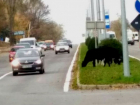 Оживленную кишиневскую трассу «оккупировали» коровы с теленком