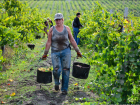 В Молдове некому собирать урожай винограда