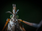 Комары, солнечный удар, насекомые – лето жестко атакует жителей Молдовы