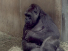 Трогательный поцелуй редкой гориллой новорожденного детеныша сняли на видео